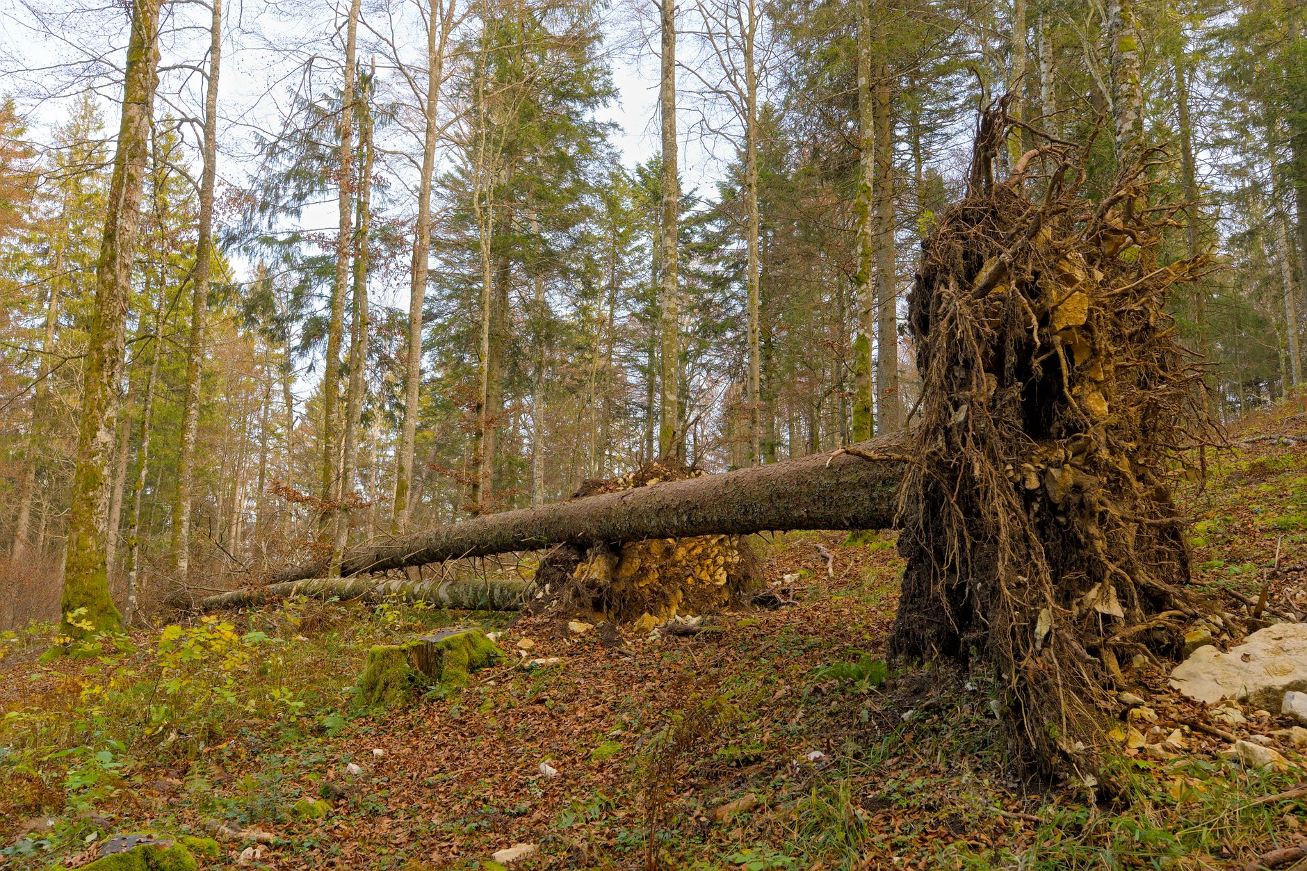 Enlèvement arbre urgence à Le Blanc-Mesnil